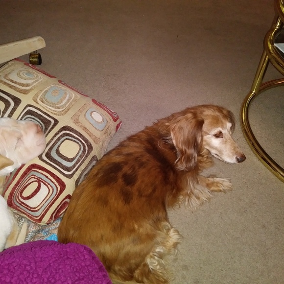 Meet your Posher, Sharon - Picture 8 of 9